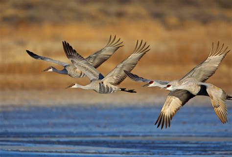 6 Bird Migration Patterns That Have Changed - Birds and Blooms