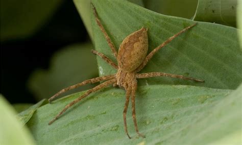 The 7 Biggest Spiders in Texas - IMP WORLD