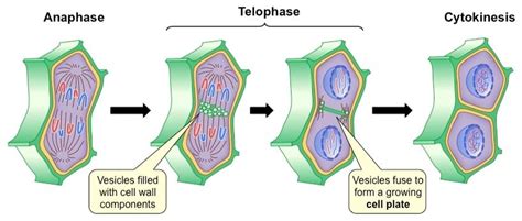 Cytokinesis in animal and plant cells with diagram