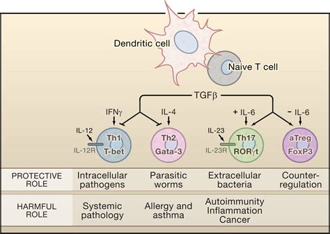 Development in Motion: Helper T Cells at Work: Cell