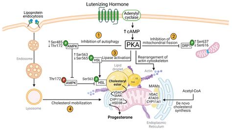 IJMS | Free Full-Text | Luteinizing Hormone Regulation of Inter ...