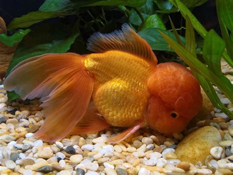 오바마카지노 | Oranda goldfish, Fantail goldfish, Goldfish types