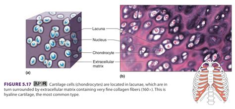 Hyaline Cartilage Diagram | Quizlet