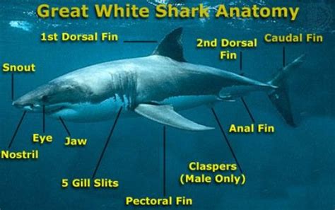 Sharks on Pinterest | Shark Activities, Sharks and Shark Craft