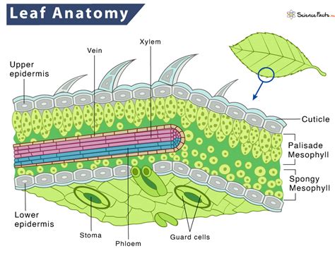 What Is The Structure And Function Of Leaves - Infoupdate.org