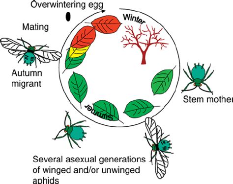 Aphid Life Cycle