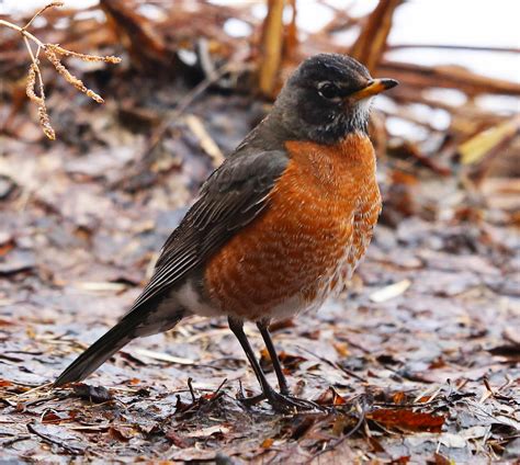 All of Nature: Spring Robins