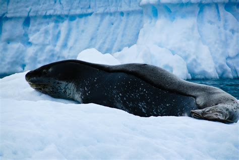 THE SQUIRLY LEOPARD SEAL-ANTARCTICA