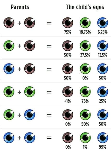 Skin Color Genetics Calculator - Infoupdate.org