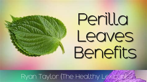 Perilla Leaves: Benefits & Uses - YouTube