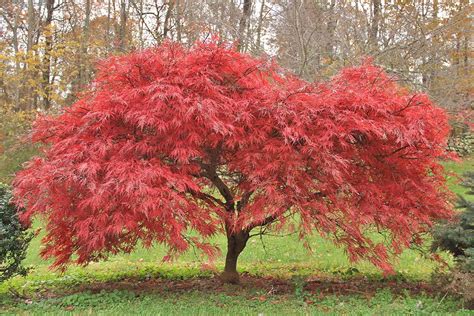 How and When to Fertilize Japanese Maple Trees | Gardener’s Path