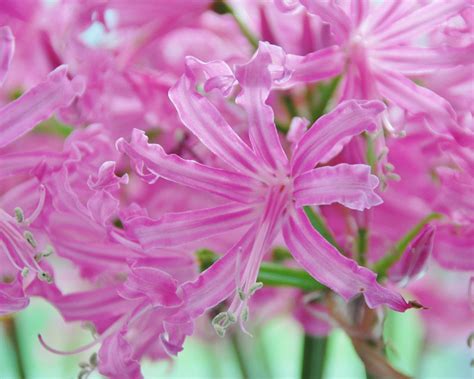 Nerines! All about Nerine Bulbs - Farmer Gracy's Blog