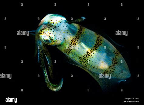 bigfin reef squid Stock Photo - Alamy