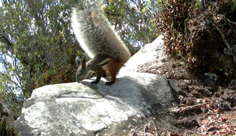 The 'Vampire Squirrel' Has The Fluffiest Tail Of All Mammals On Earth ...