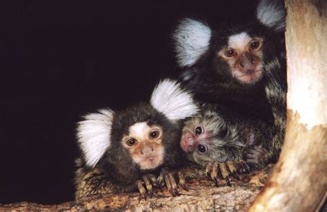 Common Marmoset - Zoo