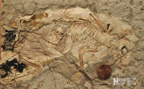 Scientists find fossil of 'proto-mammal' | Sam's Alfresco Coffee