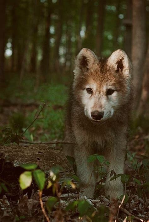 Wolf cub | dogs | Pinterest | A wolf, Dr. who and Peace