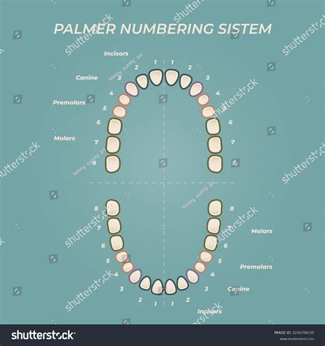 Medical Dental Diagram Illustration Orthodontist Human Stock Vector ...