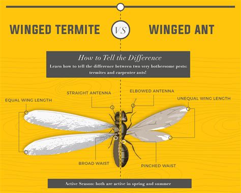 Fourmis volantes contre Termites, termites ou fourmis? | Yakaranda