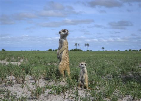 The Kingdom of Meerkats - Wild Encounter Safaris