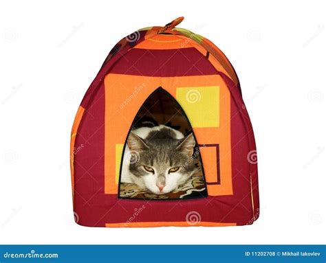 Small house for a cat stock photo. Image of tent, shelter - 11202708