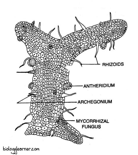 Psilotum: Distribution, Structure, Reproduction