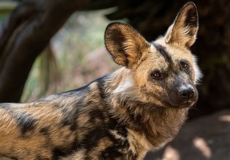 African Painted Dog - Los Angeles Zoo and Botanical Gardens