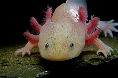 What do axolotls eat