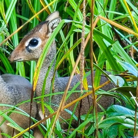 Have You Ever Seen A Dik-dik? • Paignton Zoo