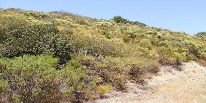 Vegetation - The Mediterranean Biome