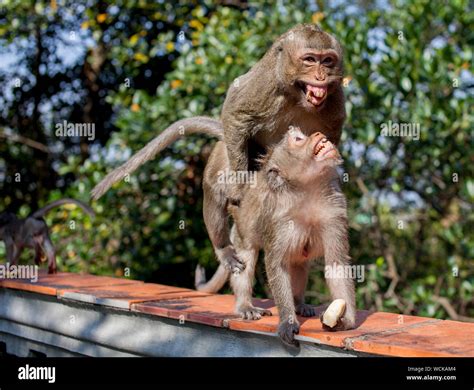 Humans Mating With Monkeys