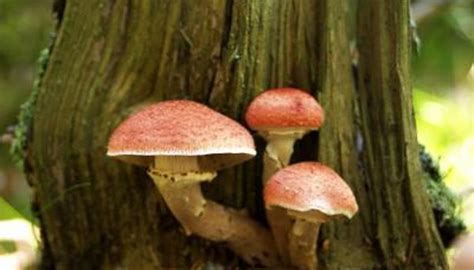 List of Fungi Benefits | Sciencing