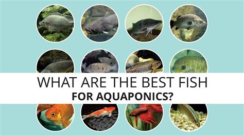 Aquaponics Fish New Zealand ~ Aquaponics System