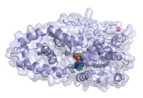 Phytase - Creative Enzymes