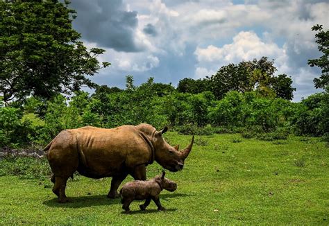 Poaching, horn trade declining but rhinos still threatened