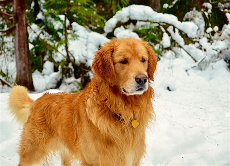 Snow, Golden Retriever, Golden Retriever Puppy, Golden Retriever Dog ...