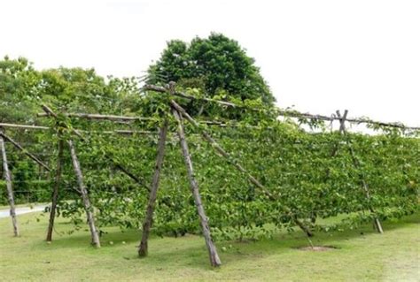 Passion Fruit Vine – Growing Guide with Trellis Ideas