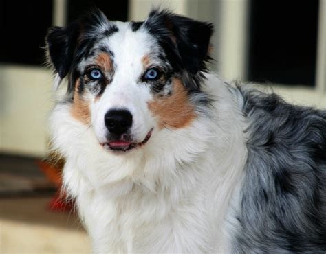 Australian Shepherd Information - Dog Breeds at NewPetOwners