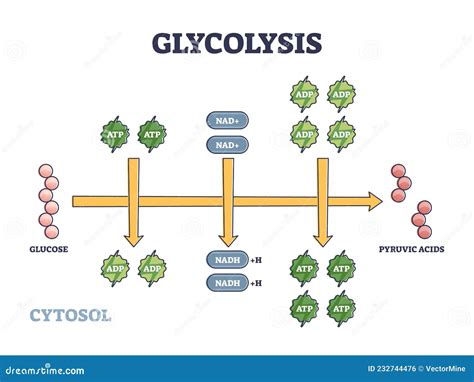 Glycolysis As Metabolic Pathway for Glucose Convertion Outline Diagram ...