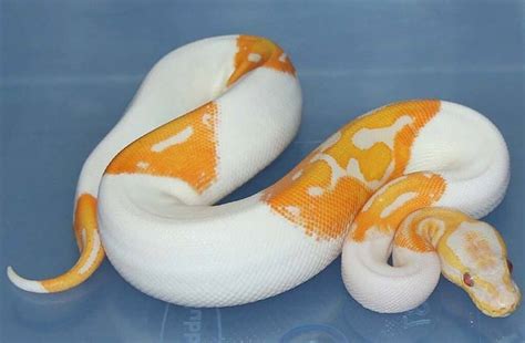 9 Rarest Ball Python Morphs - Rarest.org