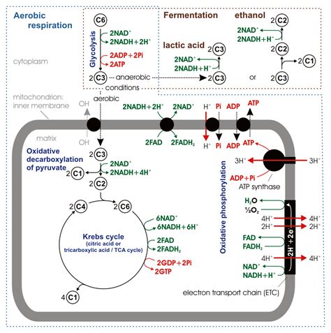 Difference Between NAD and NADH | Definition, Synthesis, Role, Similarities