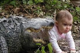 Funny Crocodile picture |Funny Animal