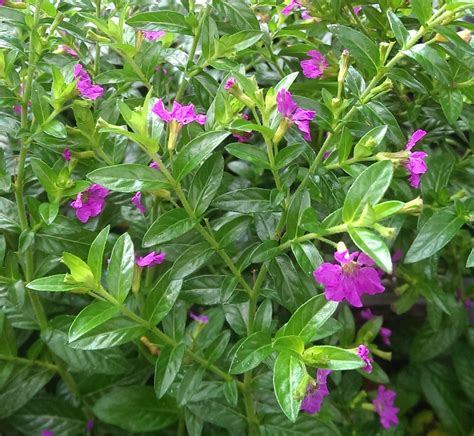 Mexican Lavender Plant - Lavender Plant