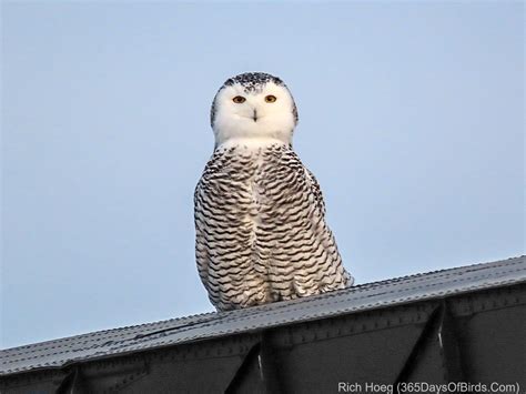 A Tale of Two Snowy Owls! | 365 Days of Birds