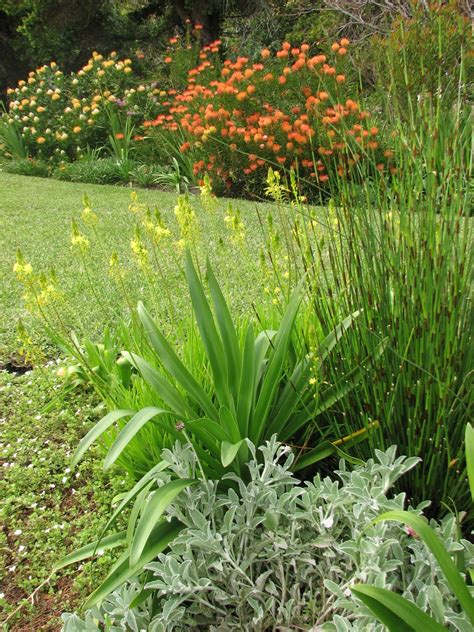 Fynbos Gardens Hermanus: Fynbos is rewarding! Spring 2013.