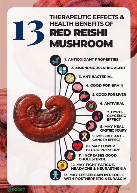 RED REISHI MUSHROOM (GANODERMA LUCIDUM, LINGZHI) - 13 Surprising Health ...