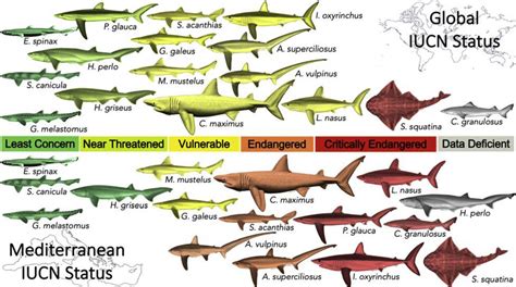 Official stats mask shark and ray species cau | EurekAlert!