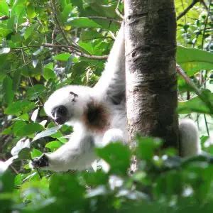 Silky Sifaka - Facts, Diet, Habitat & Pictures on Animalia.bio