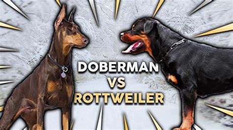 Is Doberman Good Guard Dog