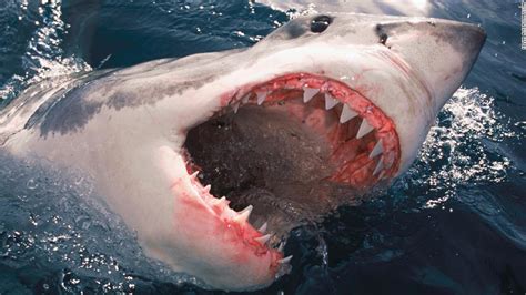 How to survive a shark attack | CNN Travel